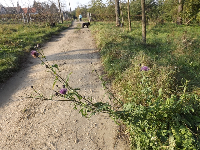 Anyával újra az élen.....