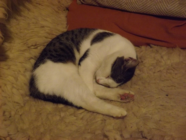 Dönci Cönci Mönci szinte mindig alszik, jámbor macska.... álmában :-)