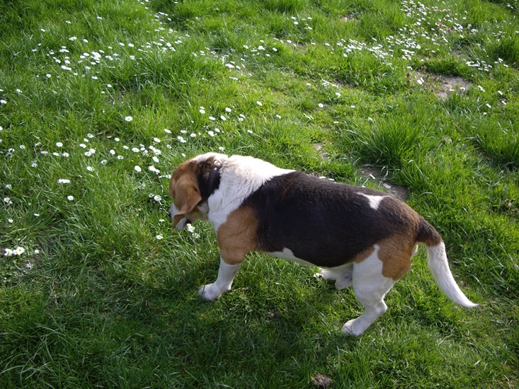 több-kevesebb sikerrel, Snoopy belebetegedett teljesen a gyászba...