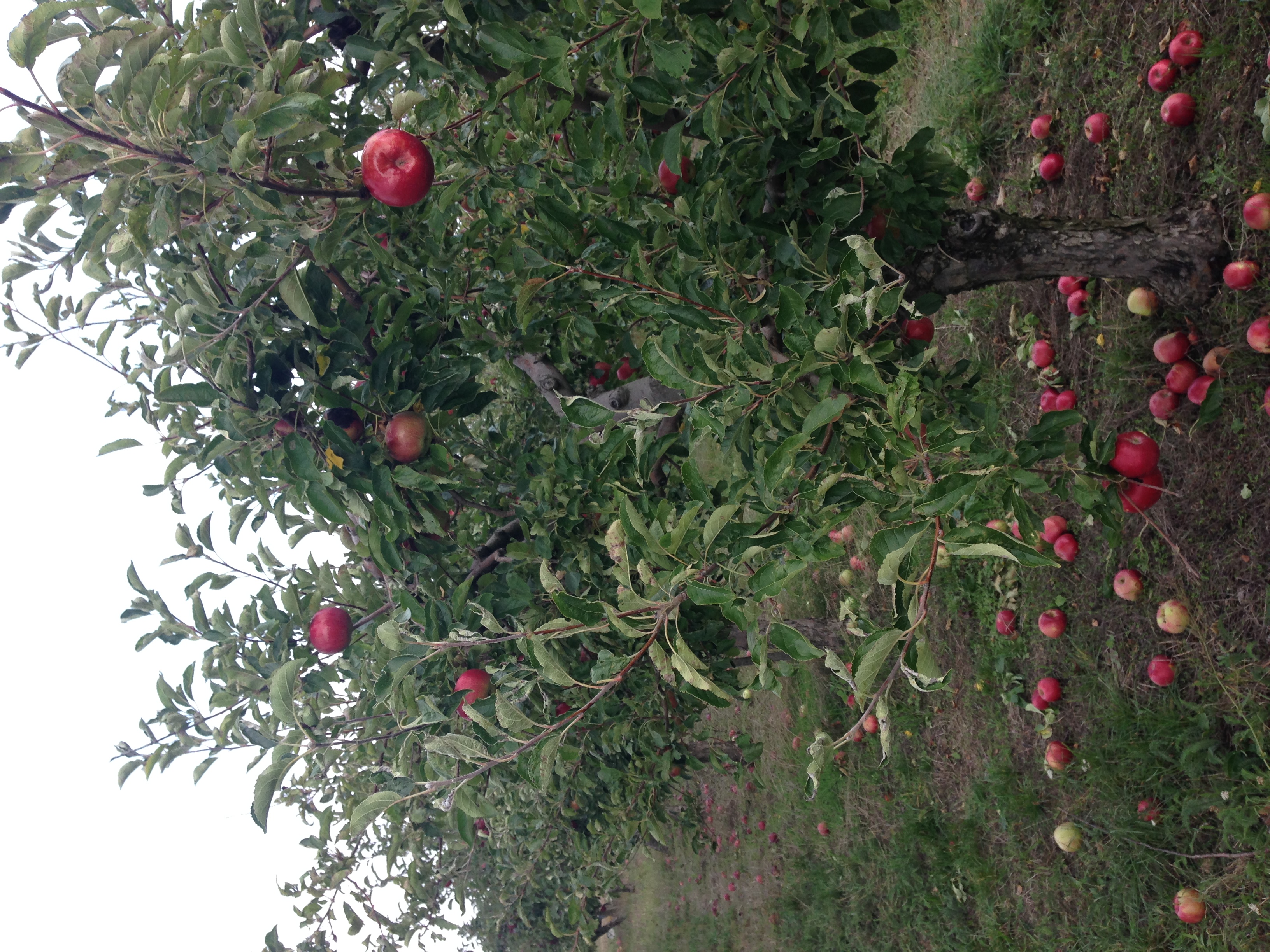 img_4162.jpeg