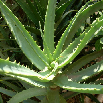 Aloe-Vera-Extract-100-1-200-1-.jpg