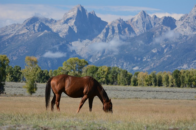 Szabadon élő lovak Wyomingban