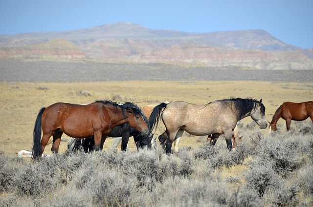 Szabadon élő lovak Wyomingban