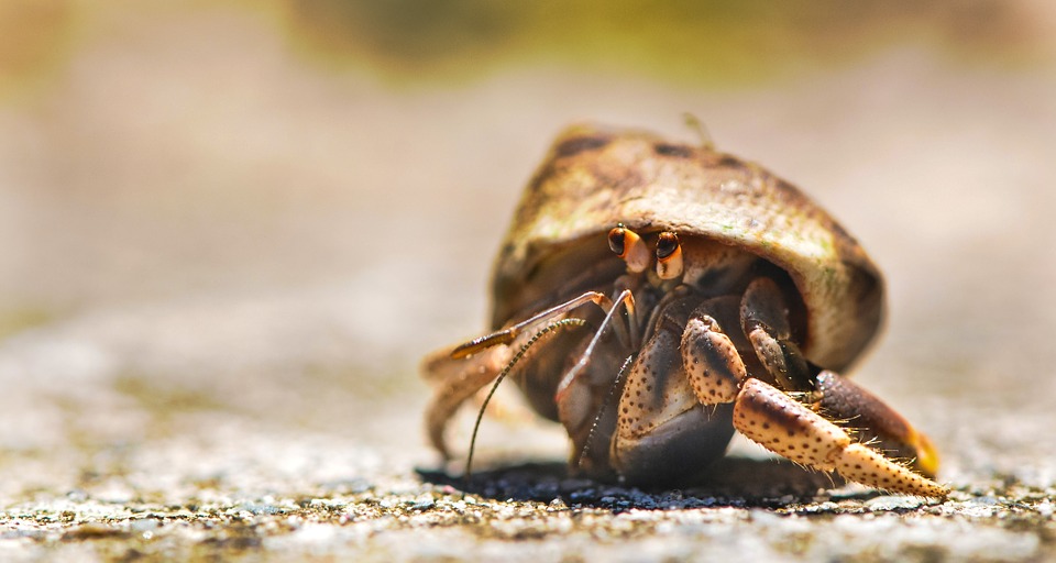 crab-601276_960_720.jpg