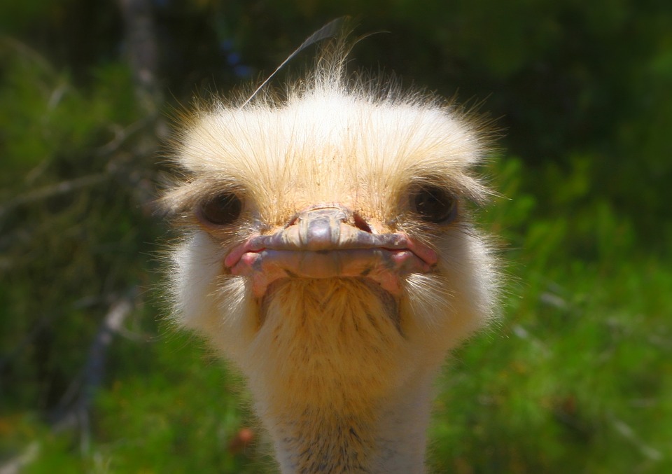 ostrich-992753_960_720.jpg