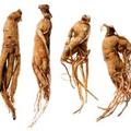 A mindentudó ginseng