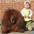 Lion, bear or dog?