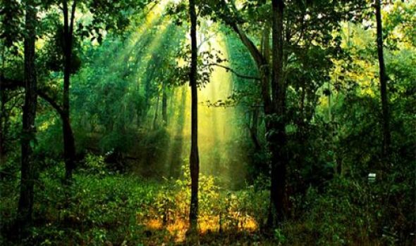 sunlight-mulai-forest.jpg