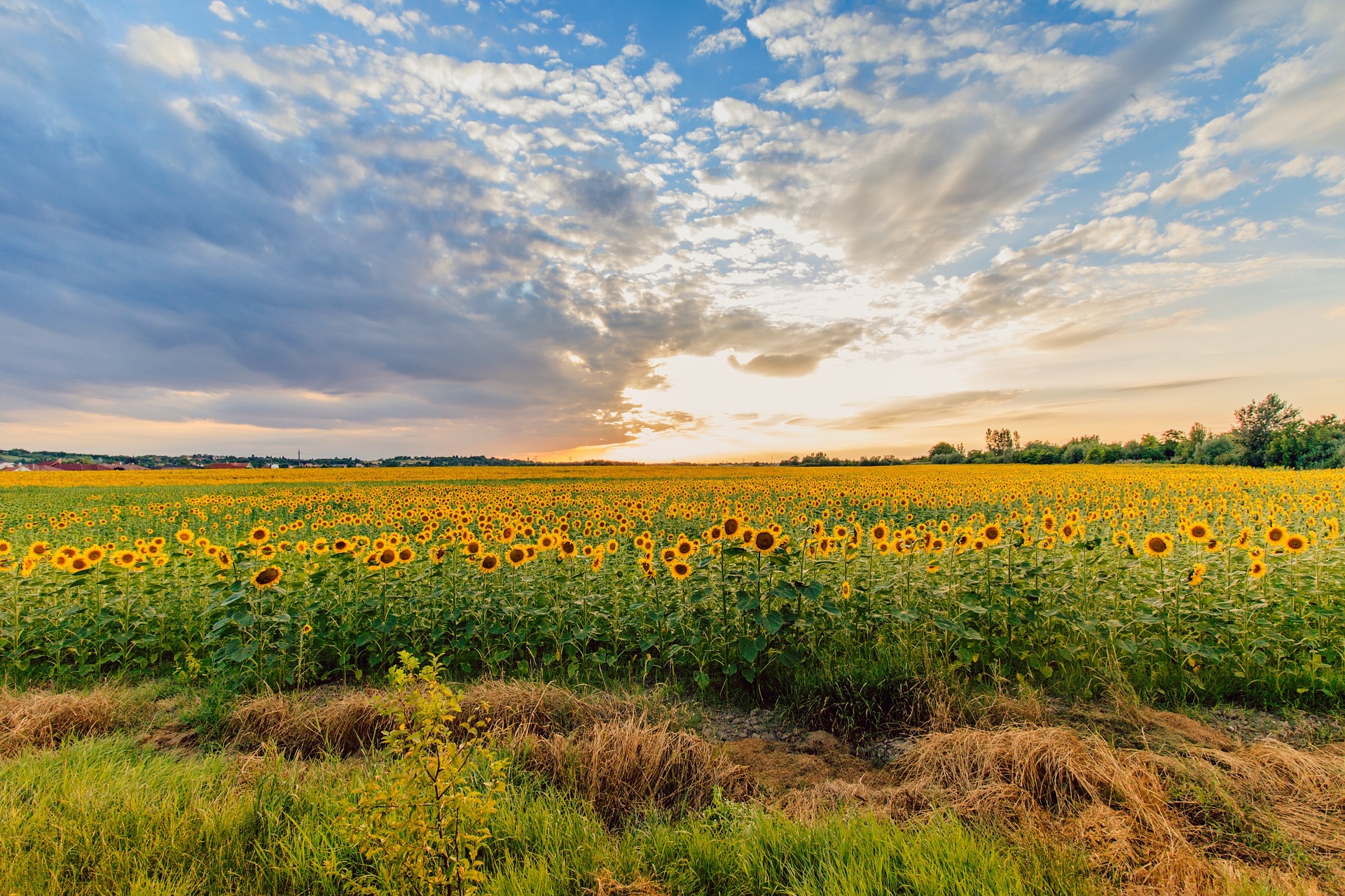 sunflower-1502357_1920.jpg