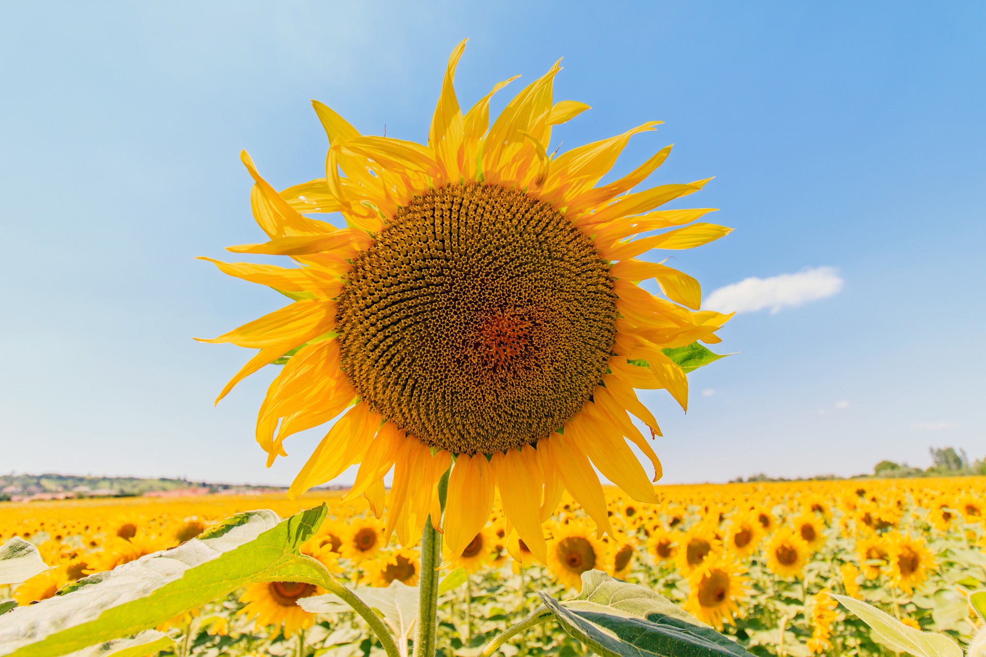 sunflower-1507956_1920.jpg