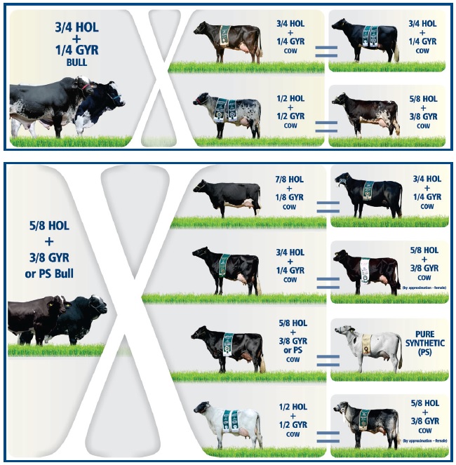 xmost-used-crossings-with-girolando-bulls_jpg_pagespeed_ic_1a2gnrmm9v.jpg