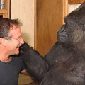 Robin Williams és Koko a gorilla emlékére