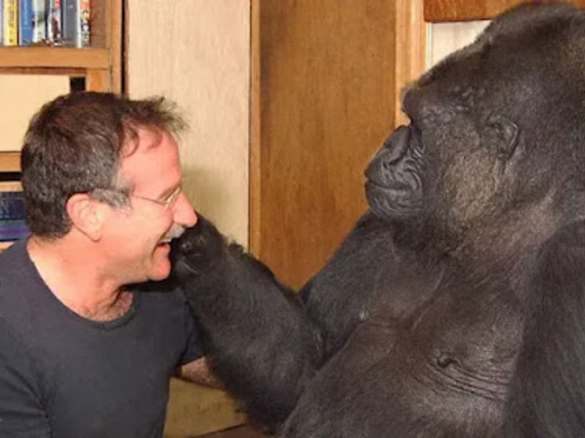 Robin Williams és Koko a gorilla emlékére