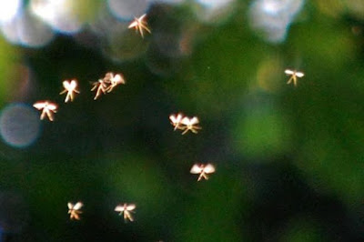 32490_js33667511.jpg