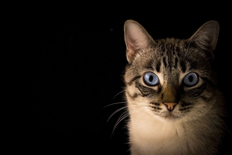 cat-1728596_960_720.jpg