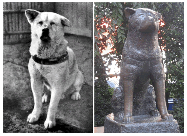 hachiko.gif