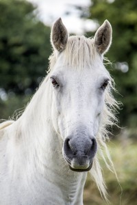 horse-1637400_1920-200x300.jpg