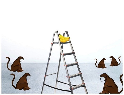 monkey.jpg