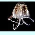 Agyatlan medúzák