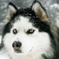 Szibériai Husky