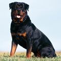 A rottweiler