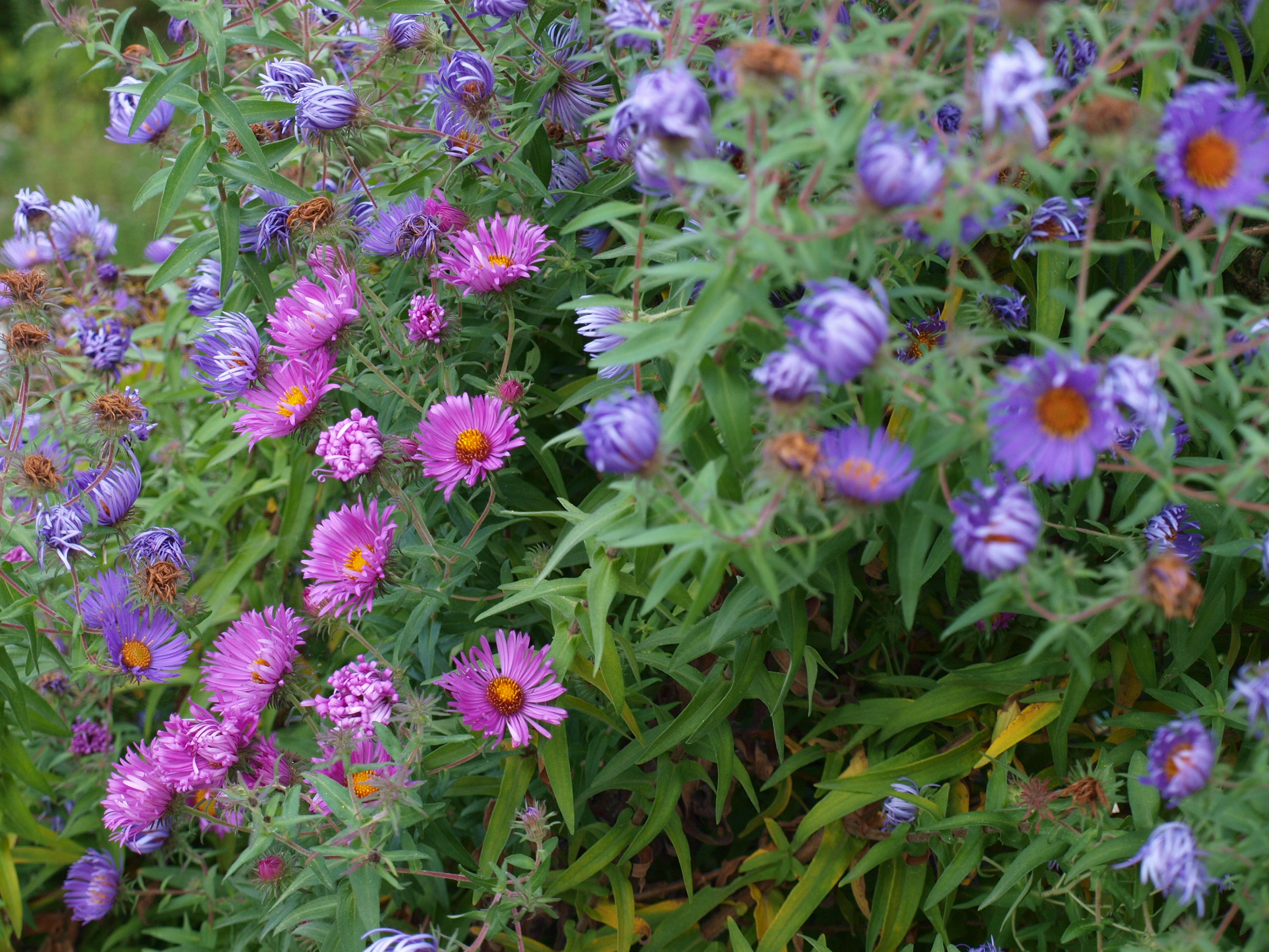 pa062263.JPG