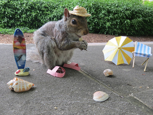 Egyetemi öltöztetős mókus