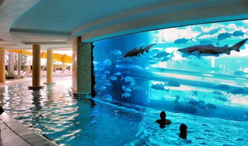 funny-cool-pool-aquarium-sharks.jpg