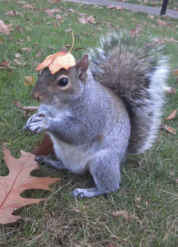 costume-squirrel-whisperer-sneezy-nary-krupa-43.jpg