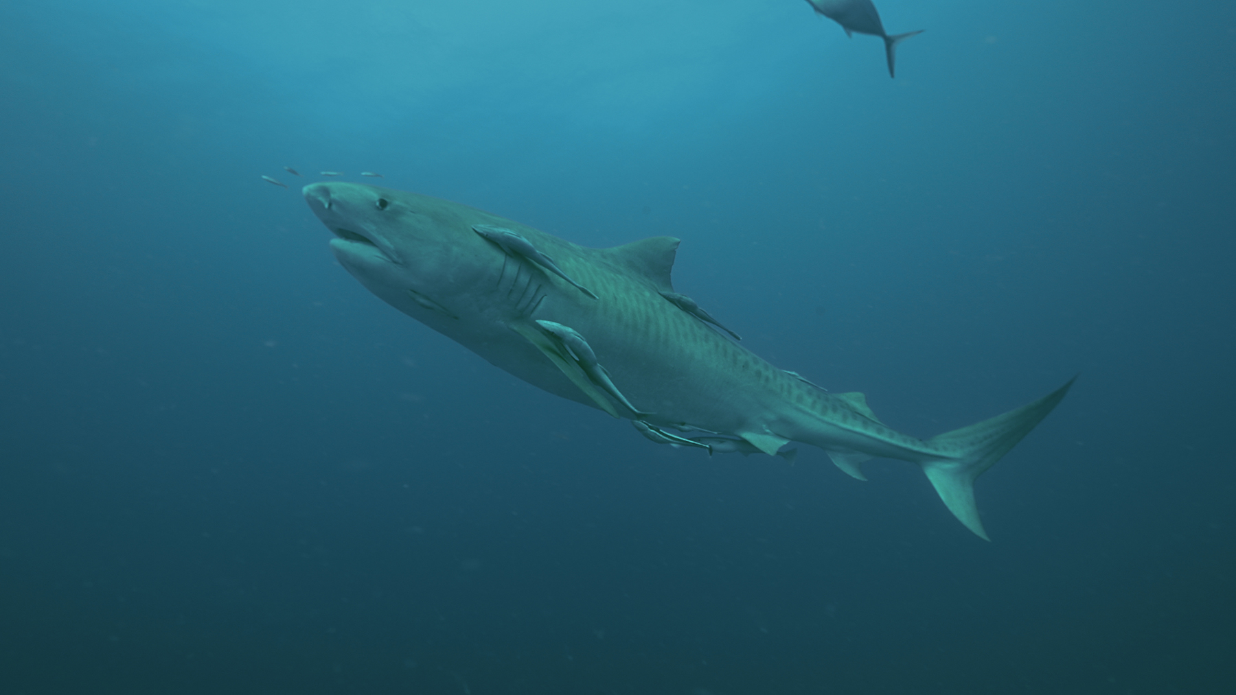 103_floridasbitecapital_investigationsharkattack_uhd_01-68128773b28cd6874b301860.jpg