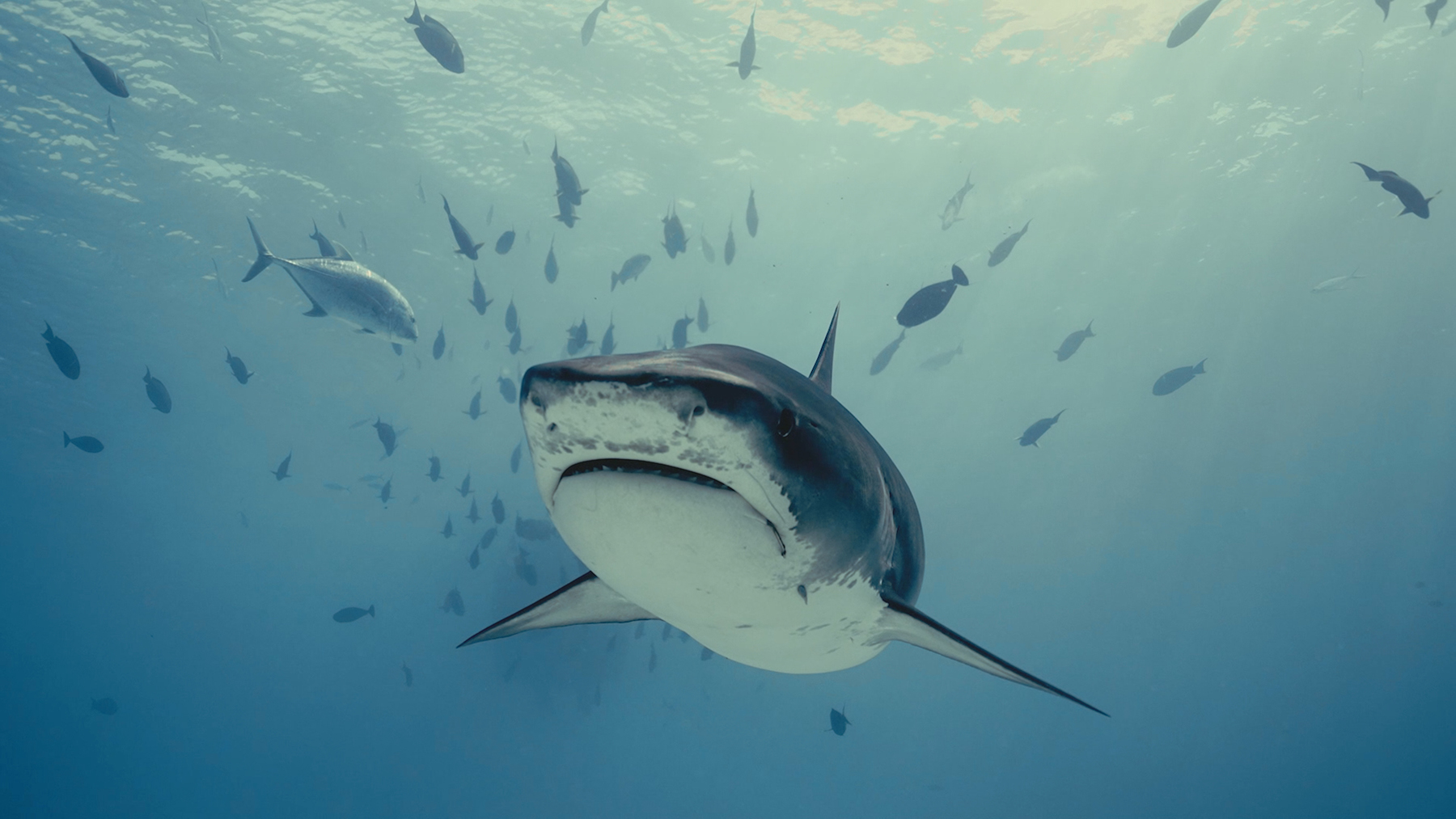 Júliusban ismét Cápafesztivál a NatGeo Wild műsorán