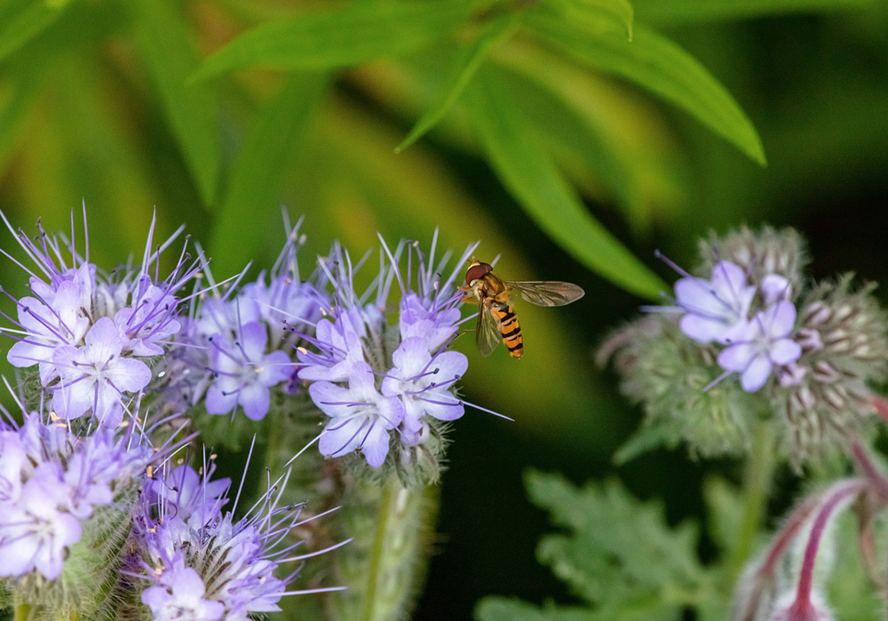 hoverfly-g62b409596_1280.jpg