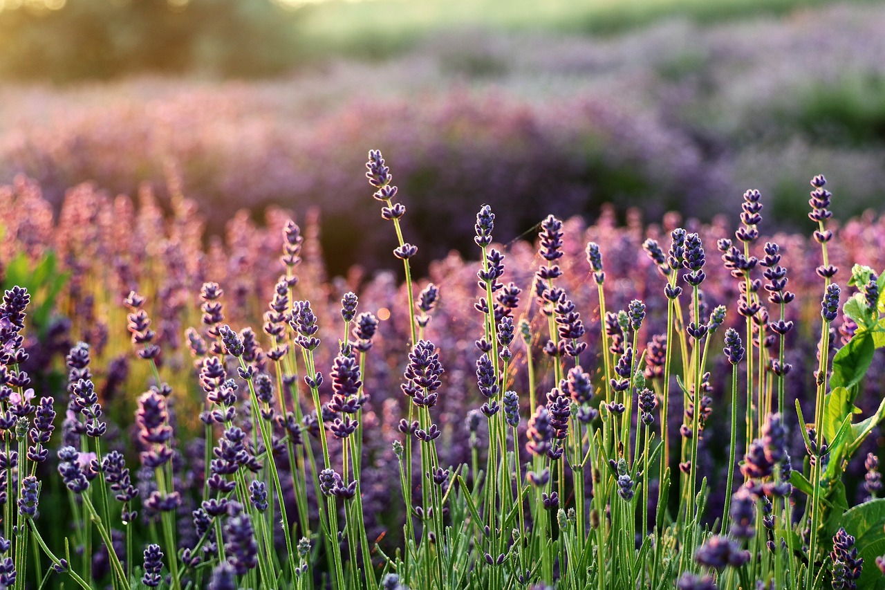 lavender-6398425_1280.jpg