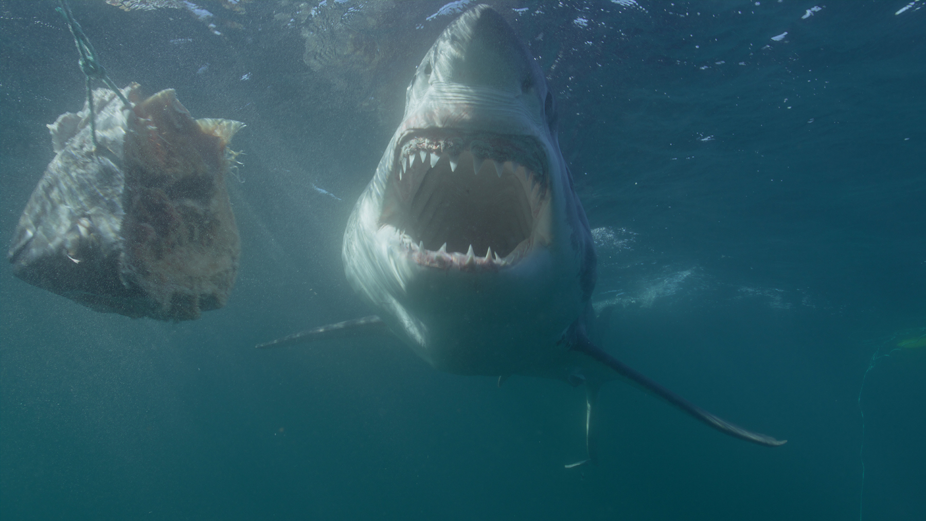 sharksofthenorth_09-68138ced665fc5db26de9611.jpg