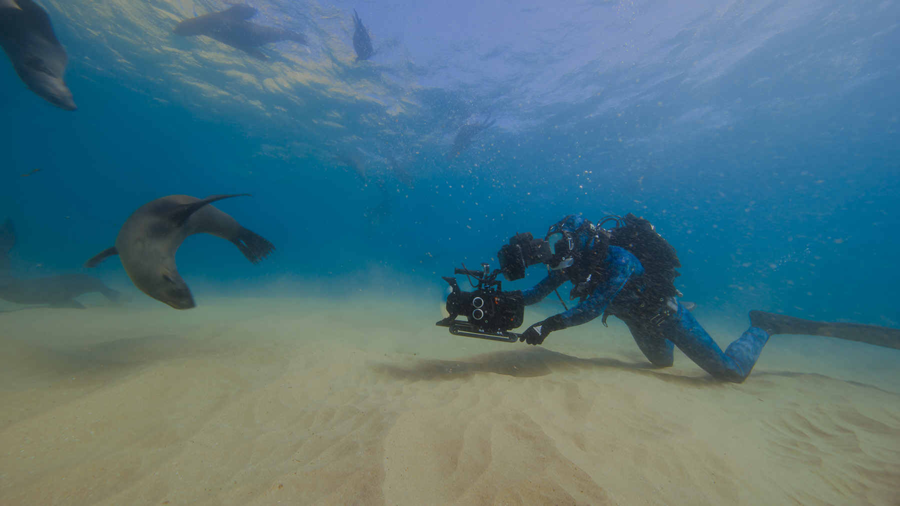 sharksupclosewithbertiegregory_uhd_59-67f3f8f046b4794d4e0da48b.jpg