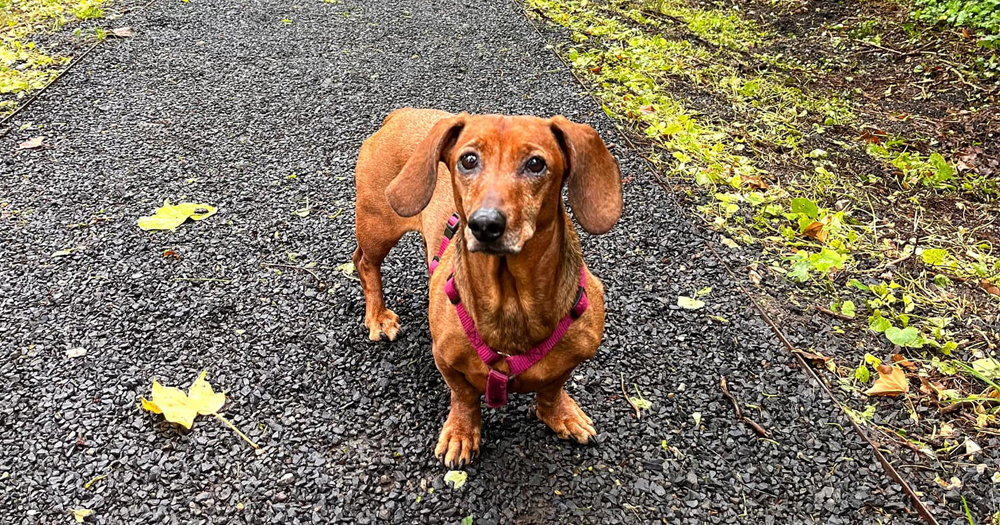 „Azt szoktuk mondani, hogy nem kutya, hanem tacskó!” – TacsiTali-interjú