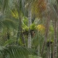 Palau Ubin, a trópusi sziget