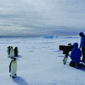 Pingvinek vándorlása 2 Szinkronos Online Film Magyarul