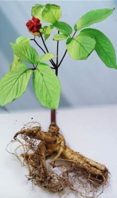 ginseng_noveny.jpg