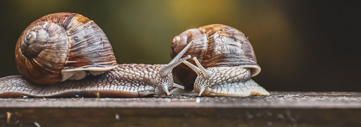 snail-5353573_1280.jpg