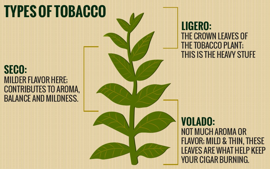 a_dohanylevelek_tipusai_---_types-of-tobacco.jpg