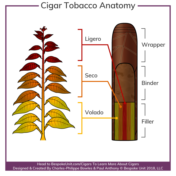cigar-anatomy-tobacco-diagram.png