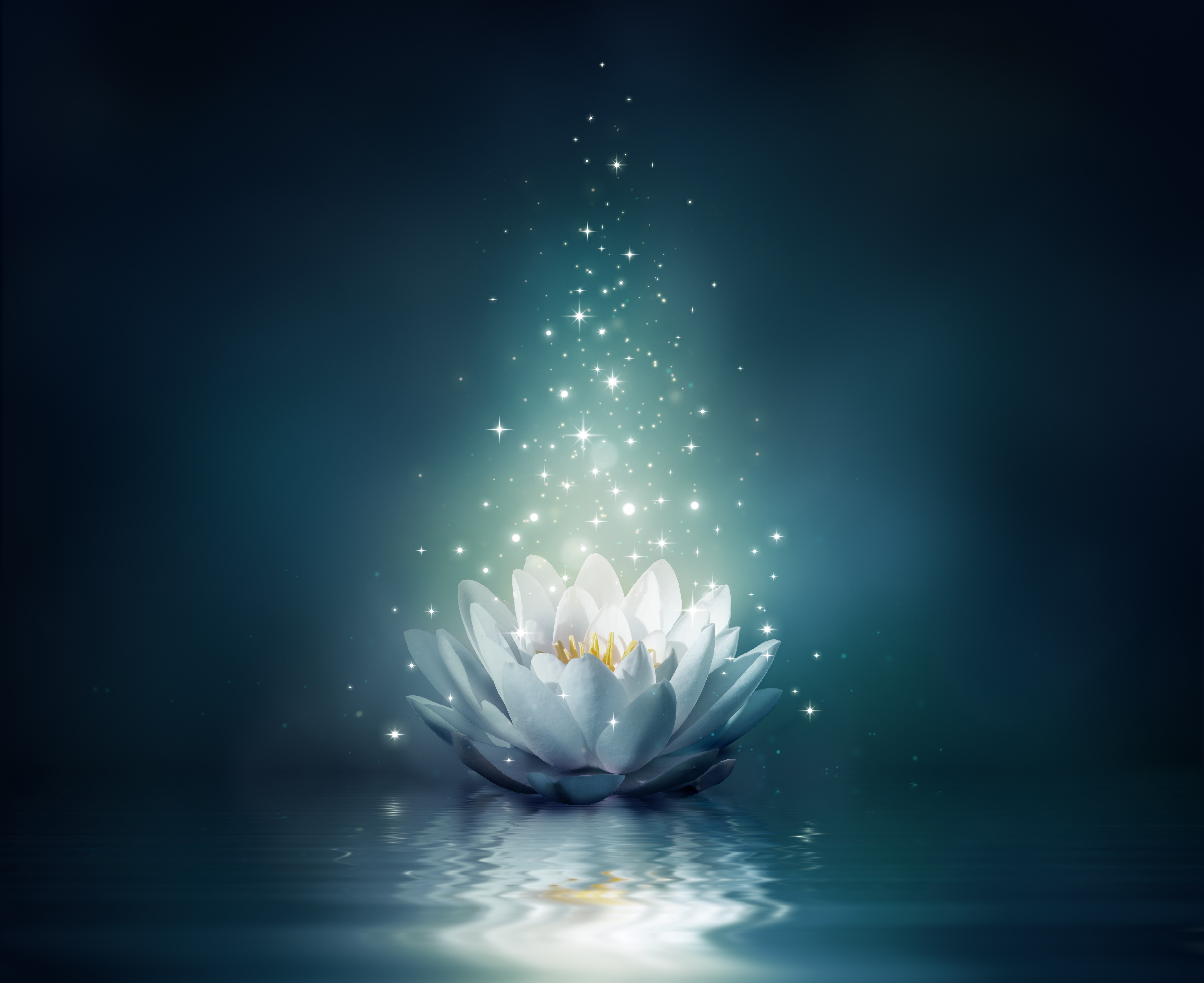 water-lily-flower-bloom-water.jpg