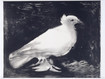 dove_lithograph_by_picasso.jpg