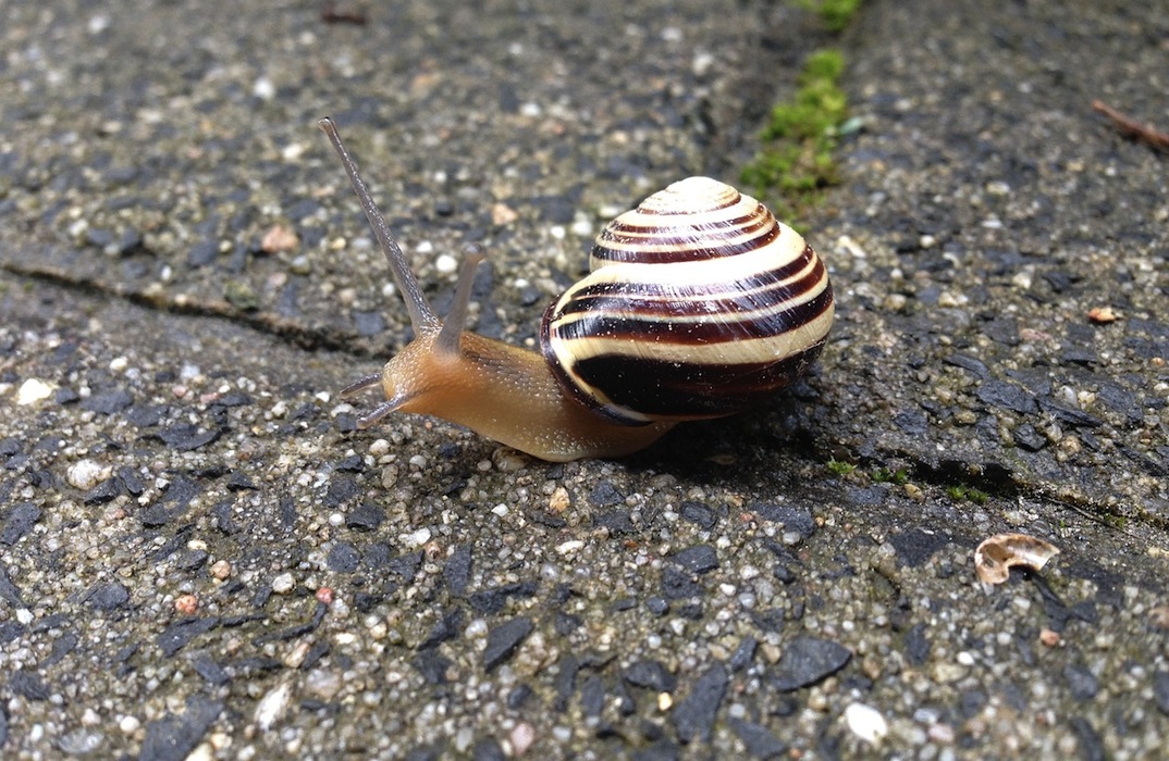 snail-1063165_1280.jpg