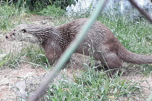 Erdei iskola, 3. osztály