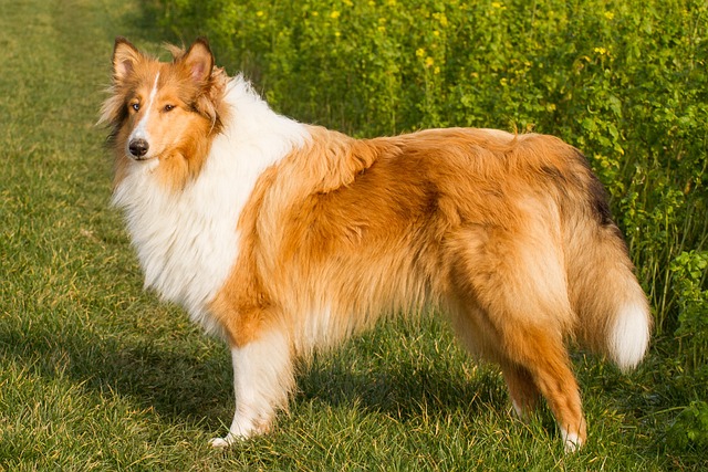 collie-385086_640.jpg