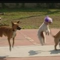 13 ugrókötelező kutya: új világrekord