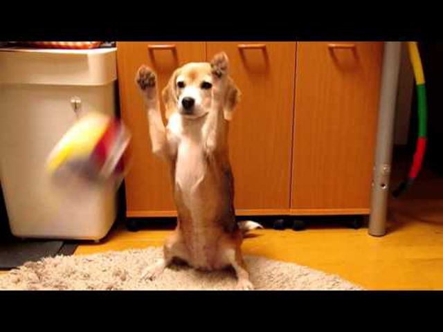 Beagle kapus