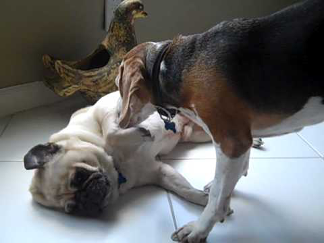 Mopsztisztítás beagle módra